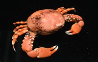 鈍額玉蟹藏品圖，第4張