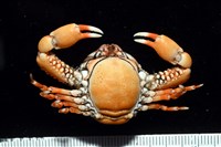 鈍額玉蟹藏品圖，第7張