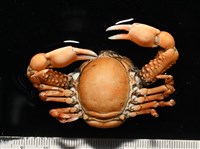 鈍額玉蟹藏品圖，第13張