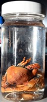 鈍額玉蟹藏品圖，第14張