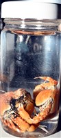鈍額玉蟹藏品圖，第15張