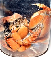 鈍額玉蟹藏品圖，第16張