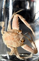 圓形狼牙蟹藏品圖，第8張