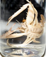 圓形狼牙蟹藏品圖，第10張