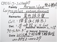 圓形狼牙蟹藏品圖，第12張
