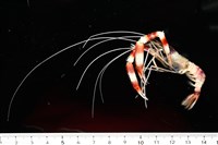 猥蝦(櫻花蝦)藏品圖，第9張