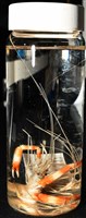 猥蝦(櫻花蝦)藏品圖，第14張