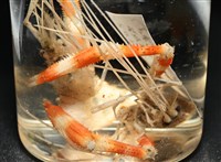 猥蝦(櫻花蝦)藏品圖，第16張