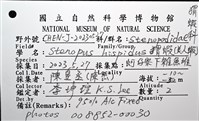 猥蝦(櫻花蝦)藏品圖，第18張