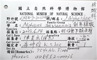 劍脊槍蝦藏品圖，第22張