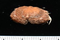 四斑饅頭蟹藏品圖，第8張