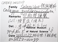 四斑饅頭蟹藏品圖，第12張