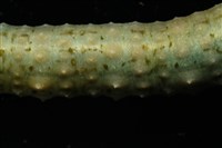 未知種海蛭藏品圖，第5張