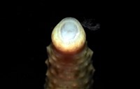 未知種海蛭藏品圖，第6張