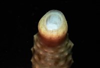 未知種海蛭藏品圖，第7張