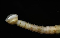 未知種海蛭藏品圖，第9張