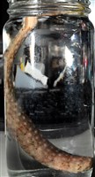 未知種海蛭藏品圖，第13張