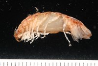 未知種紡錘水虱藏品圖，第3張