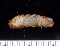 未知種紡錘水虱藏品圖，第4張