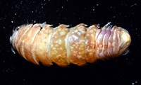 未知種紡錘水虱藏品圖，第5張