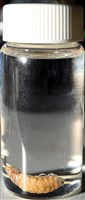 未知種紡錘水虱藏品圖，第8張
