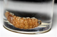 未知種紡錘水虱藏品圖，第9張