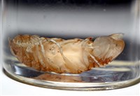 未知種紡錘水虱藏品圖，第12張