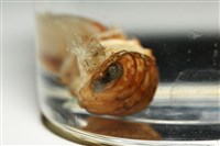 未知種紡錘水虱藏品圖，第13張