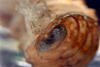 未知種紡錘水虱藏品圖，第14張