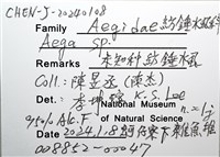 未知種紡錘水虱藏品圖，第16張