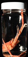 近似宦蝦藏品圖，第18張