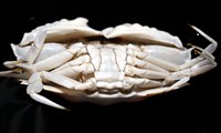 圓盾饅頭蟹藏品圖，第11張