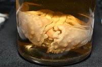 圓盾饅頭蟹藏品圖，第14張