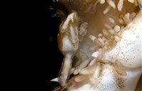 紅星梭子蟹藏品圖，第17張