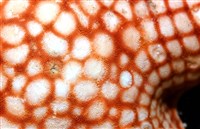 鑽石異瘤蛇海星(暫譯)藏品圖，第4張