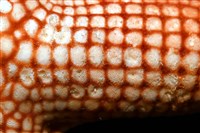 鑽石異瘤蛇海星(暫譯)藏品圖，第8張