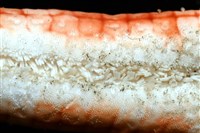 鑽石異瘤蛇海星(暫譯)藏品圖，第14張