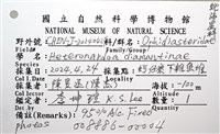 鑽石異瘤蛇海星(暫譯)藏品圖，第20張