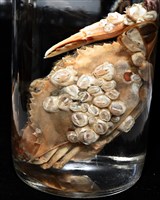 薄殼龜藤壺藏品圖，第10張