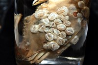 薄殼龜藤壺藏品圖，第11張