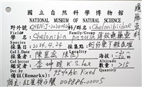 薄殼龜藤壺藏品圖，第14張