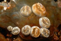 薄殼龜藤壺藏品圖，第8張