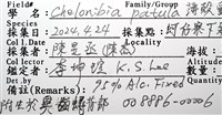 薄殼龜藤壺藏品圖，第11張