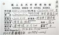 薄殼龜藤壺藏品圖，第12張