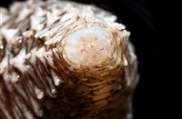 未知種尻參藏品圖，第5張
