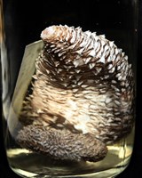 未知種尻參藏品圖，第15張