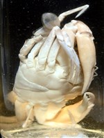 異齒蟳藏品圖，第14張