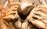 扁平多囊蟹奴藏品圖，第8張