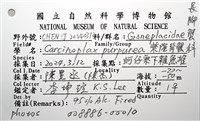 紫隆背蟹藏品圖，第12張