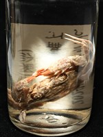 顆粒蟳藏品圖，第12張